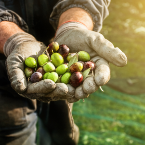 olive oil picking tour