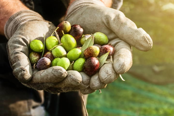 olive oil picking tour