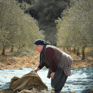 olive oil picking tour