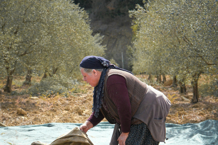 olive oil picking tour