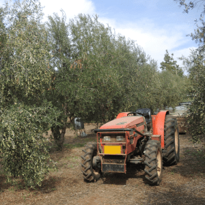 olive oil picking tour