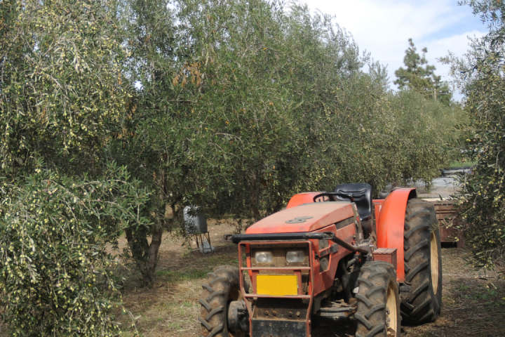 olive oil picking tour