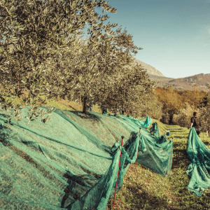 olive oil picking tour