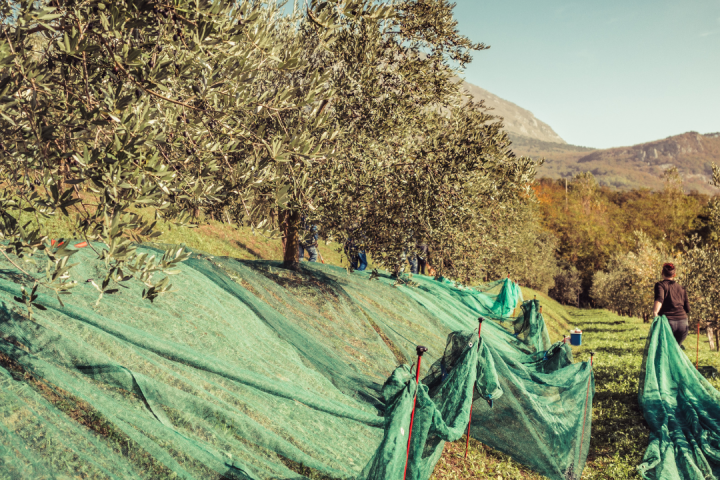 olive oil picking tour