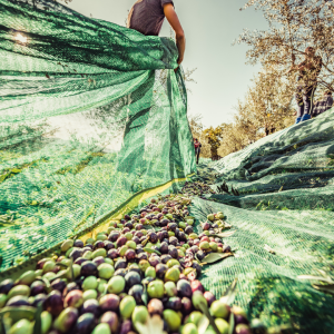 olive oil picking tour