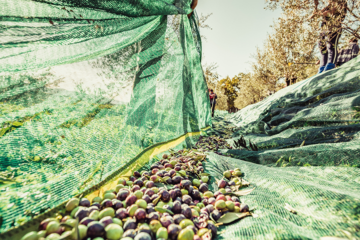 olive oil picking tour