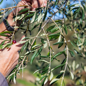 olive oil picking tour
