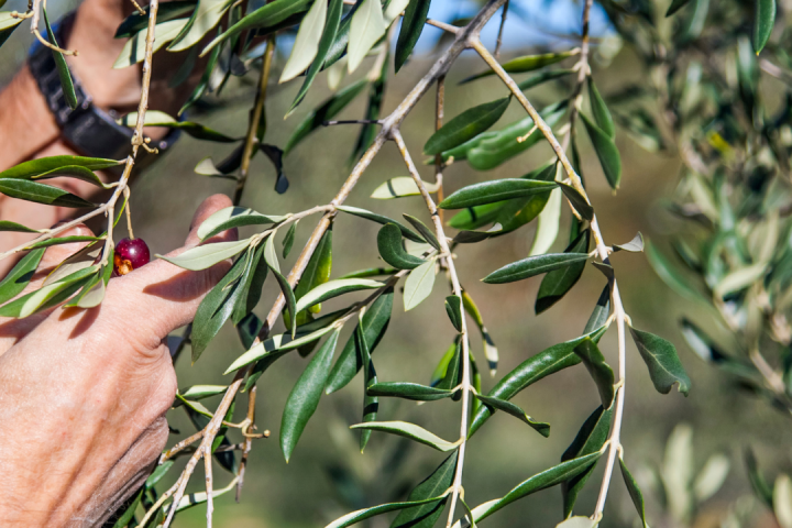 olive oil picking tour
