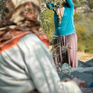 olive oil picking tour