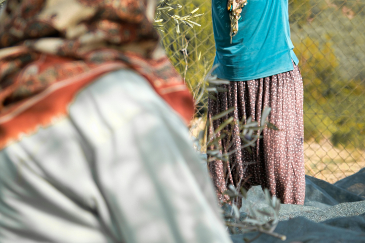 olive oil picking tour