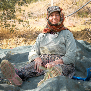 olive oil picking tour