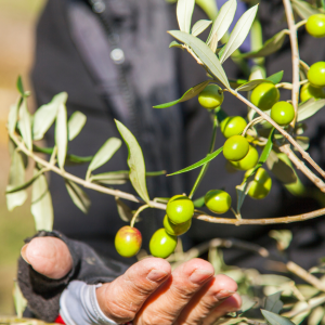 olive oil picking tour