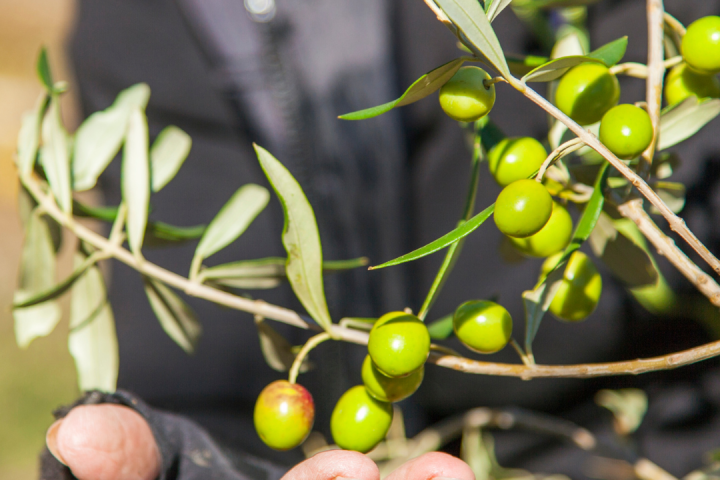 olive oil picking tour