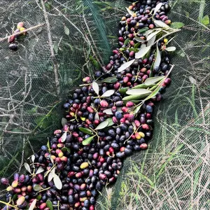 Olive Harvest & Tasting Experience