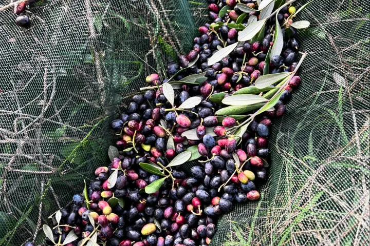 Olive Harvest & Tasting Experience
