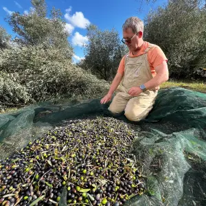 Olive Harvest & Tasting Experience