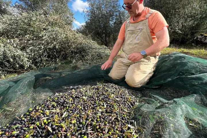 Olive Harvest & Tasting Experience