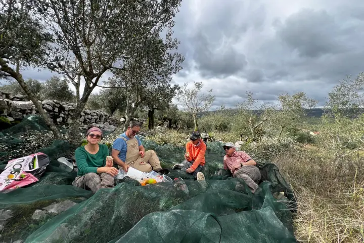 Olive Harvest & Tasting Experience