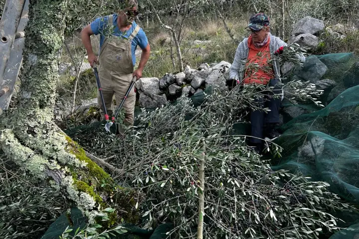 Olive Harvest & Tasting Experience