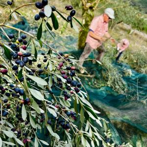 Olive Harvest & Tasting Experience