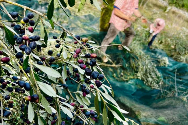 Olive Harvest & Tasting Experience