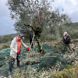 Olive Harvest & Tasting Experience