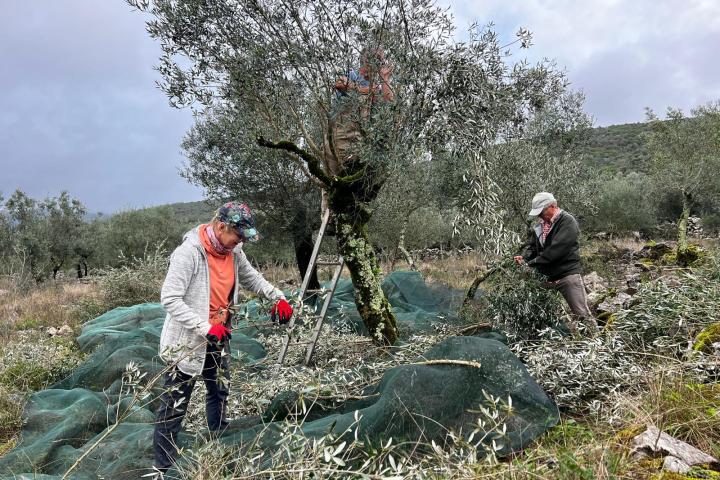Olive Harvest & Tasting Experience