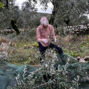 Olive Harvest & Tasting Experience
