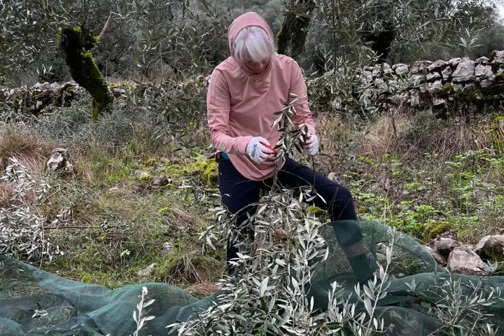 Olive Harvest & Tasting Experience