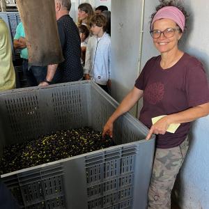 Olive Harvest & Tasting Experience
