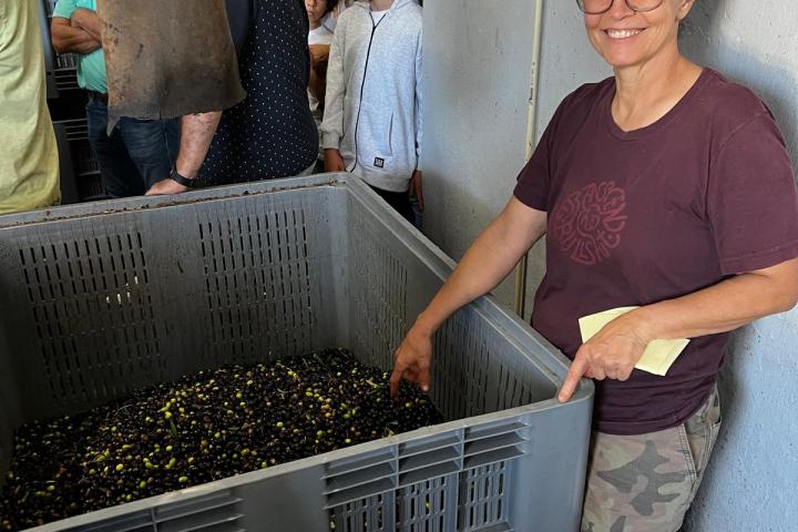 Olive Harvest & Tasting Experience