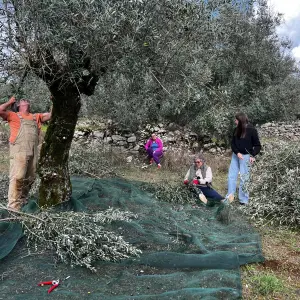 Olive Harvest & Tasting Experience