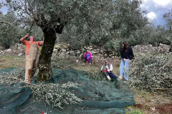 Olive Harvest & Tasting Experience