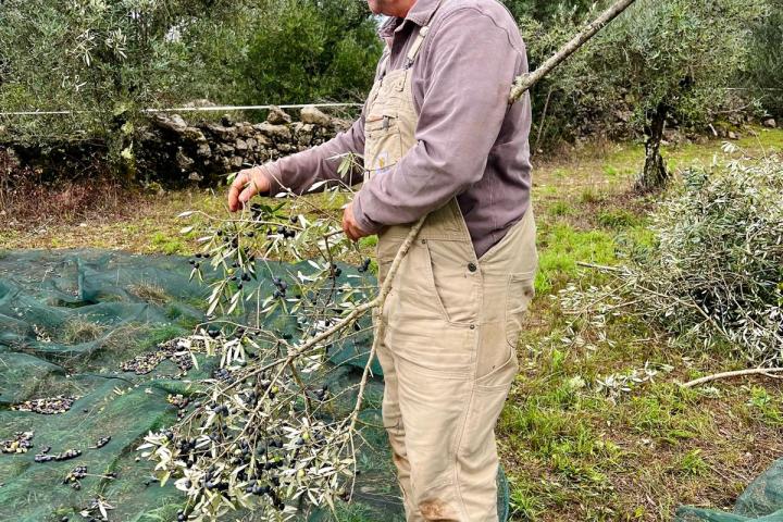Olive Harvest & Tasting Experience