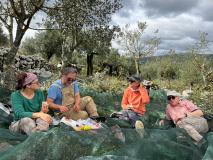 Olive Harvest & Tasting Experience