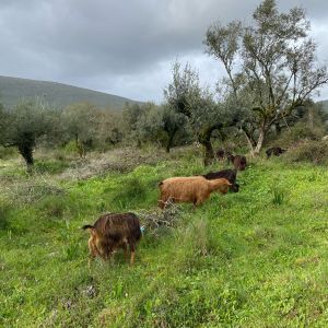 Batalha Animal farm tour