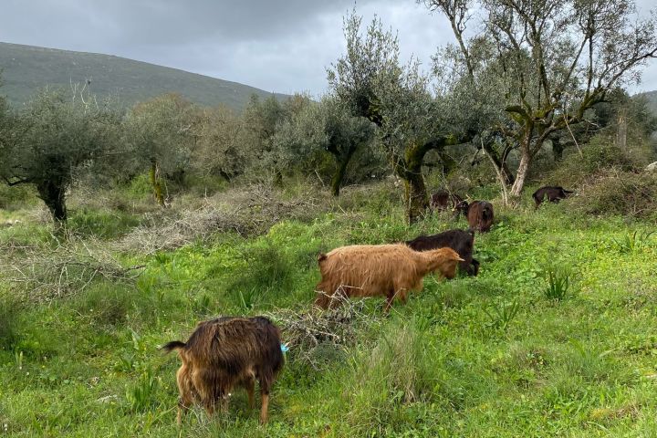 Batalha Animal farm tour