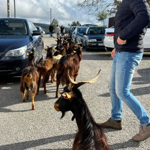 Batalha Animal farm tour