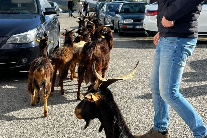Batalha Animal farm tour
