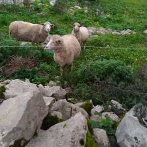 Batalha Animal farm tour