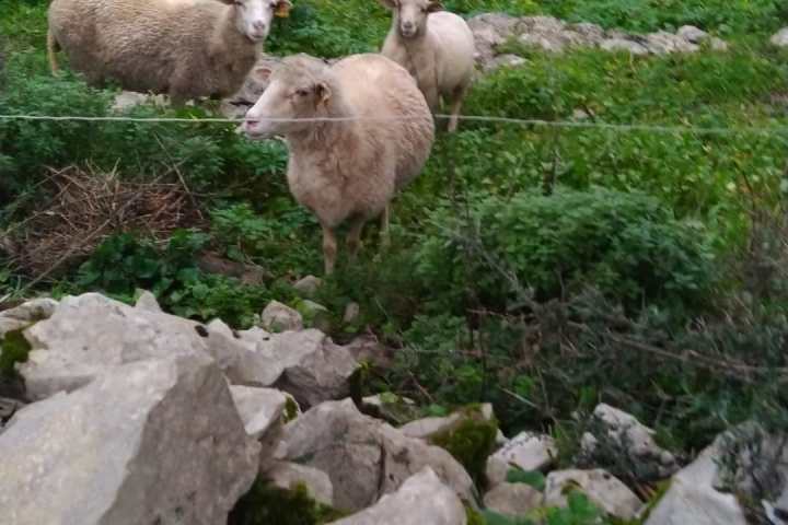 Batalha Animal farm tour
