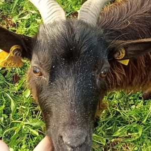 Batalha Animal farm tour