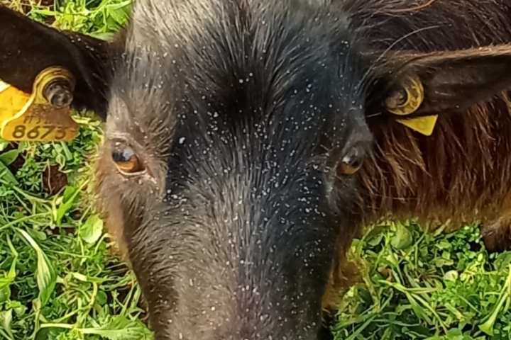 Batalha Animal farm tour