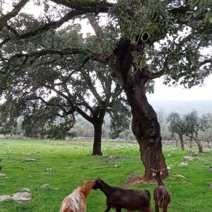Batalha Animal farm tour