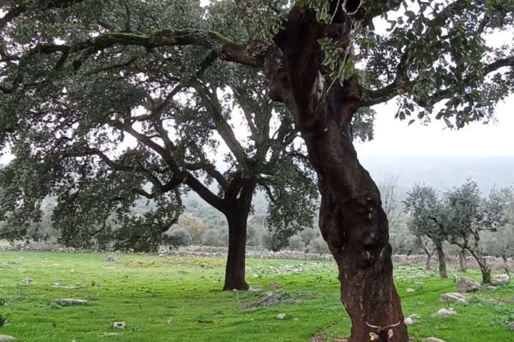 Batalha Animal farm tour