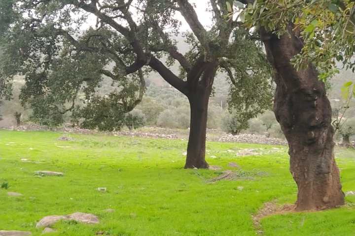 Batalha Animal farm tour