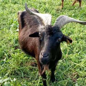 Batalha Animal farm tour