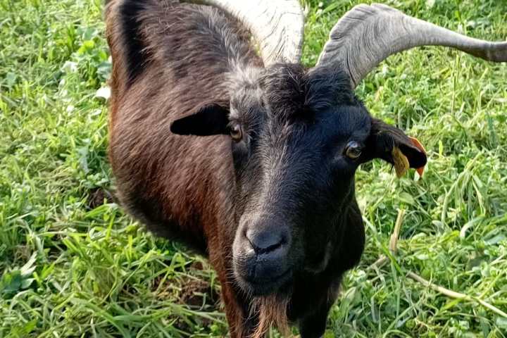 Batalha Animal farm tour