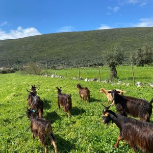 Batalha Animal farm tour