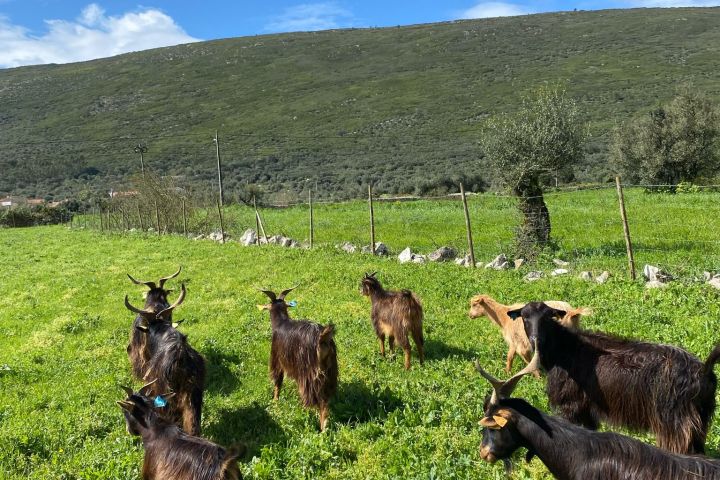 Batalha Animal farm tour